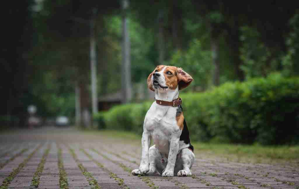 A partir del 1 de enero, Países Bajos prohíbe los equipos de descarga eléctrica en perros
