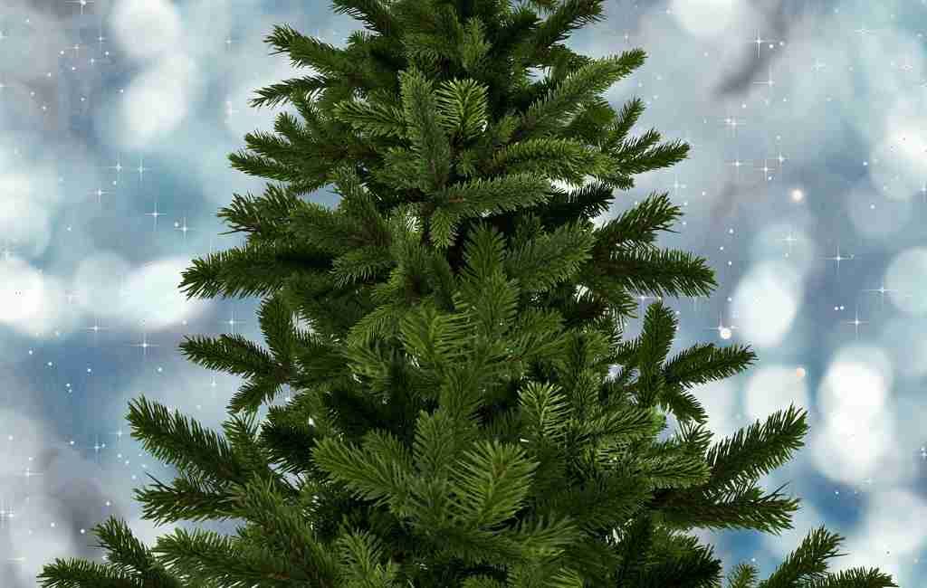 ¿No puedes comprar un árbol de Navidad este año? En De Hoge Veluwe puedes cortar uno tú mismo y es gratis