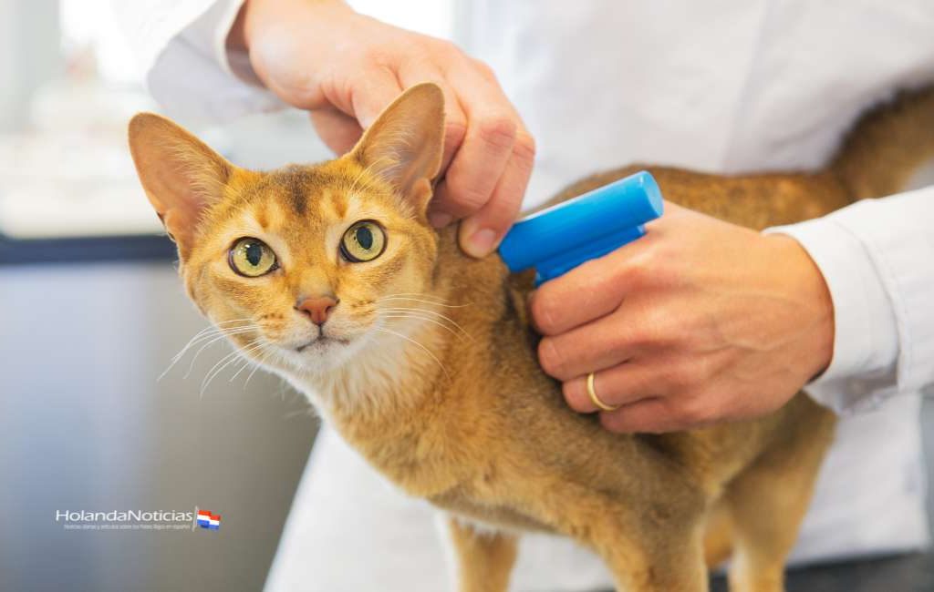 Proporcionar a los gatos un chip de identificación será obligatorio en los Países Bajos