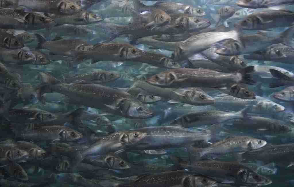 CURIOSO: Miles de peces rescatados de un canal sin salida en Enkhuizen después de una semana