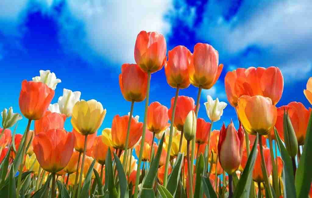 FIESTA: el Día Nacional del Tulipán es el sábado 15 de enero en los Países Bajos